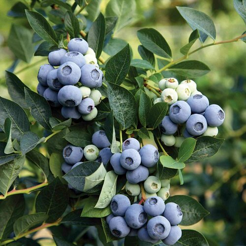 ���� ���� ���� �������� ������� 3� ����� (���) �������.