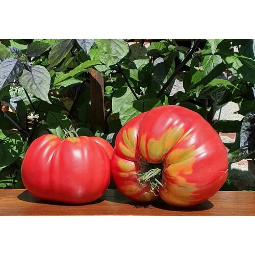 ���� ������ ����� ������� ������������� (DaCosta's Portuguese) / Seeds And Goods / � �������� zip-lock ��� ���������� 10 �����