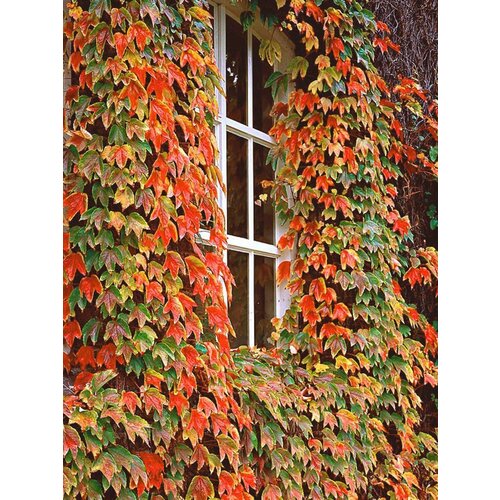        (Parthenocissus tricuspidata Veitchii), 10   -     , -  