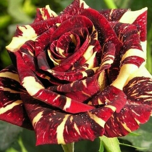 ���� ���� ���������� ����� �����