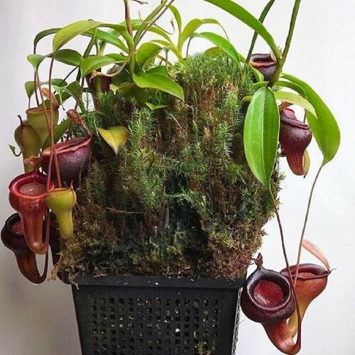    , Nepenthes irabilis,  ,   -     , -  