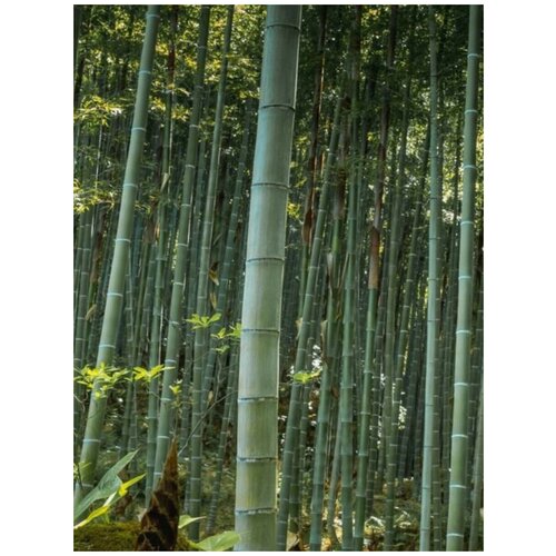     (Phyllostachys pubescens), 20 