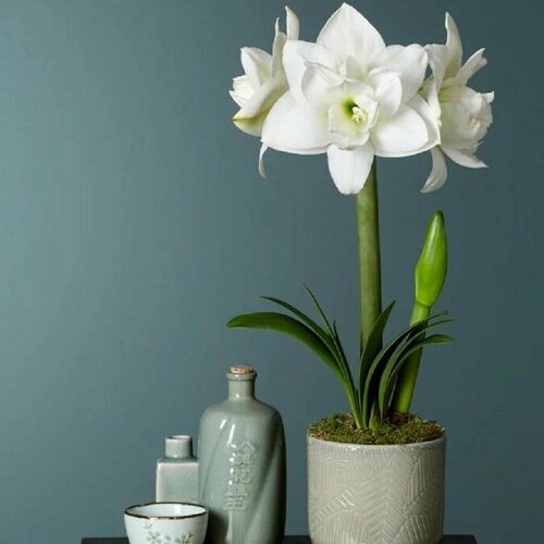   , Hippeastrum Akiko, 