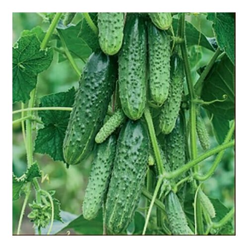 ���� ������������� ������ ������ F1 �������