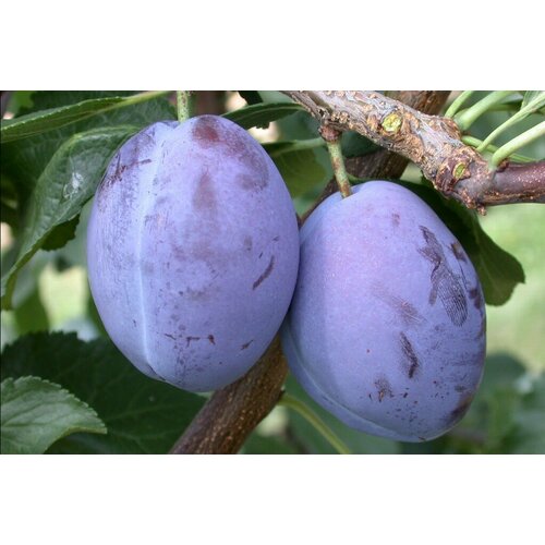 ���� ������� ����� ��������� ( 3-4 ���� , �7,5 , 125-150 �� )