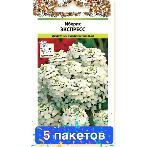 ���� ����� ������ �������� 5 �������