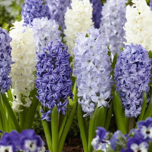 ���� �������� BLUE AND WHITE MIX (5 �������)