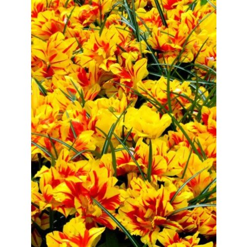 ���� �������� ������� �������� - 2 ��.