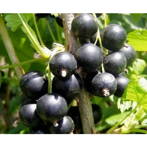 ���� ��������� ��������� ��������