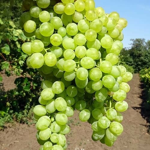 ���� �������� ������ ��������