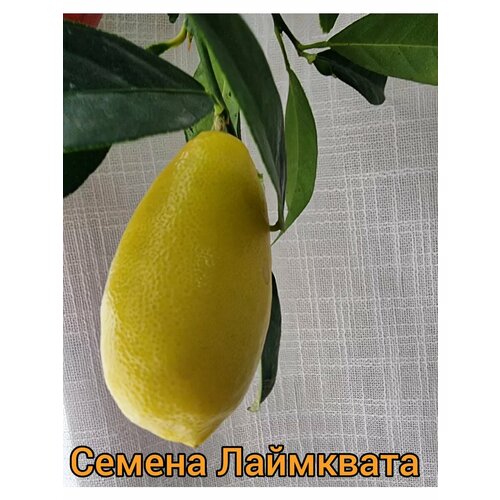 ���� ������ ���������