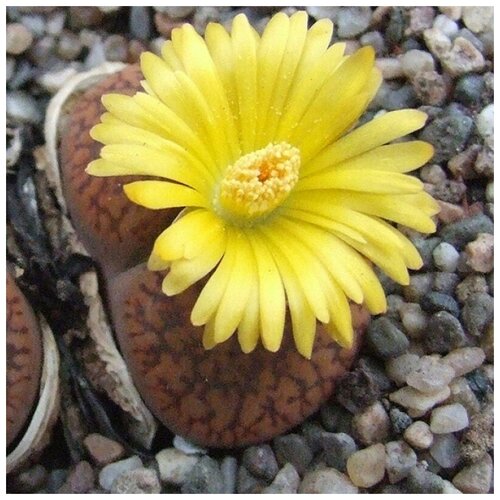       Lithops Aucampiae mix 10 .  -     , -,   