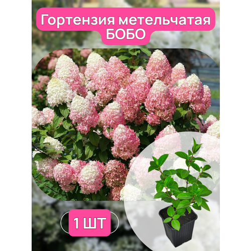 ���� ��������� ����������� ���� �������, ������ 15-25 ��, ��������� �9