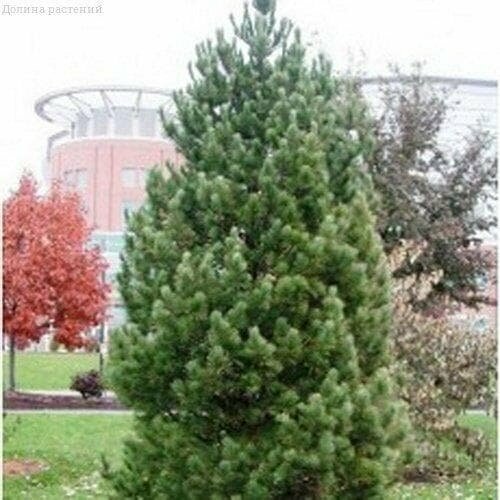 ���� ����� �������� (����) (1 �������)