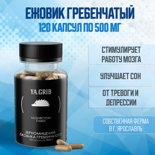 ���� ������� �����. YA.GRIB. ������ ����������� (������ �����������). ���� �������. �������. �������� ���� 120 ������ �� 500 ��