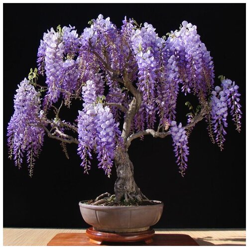 ���� �������� ��������� �����, ������, 5 ��, ���������, �����, �������� ��� ������.