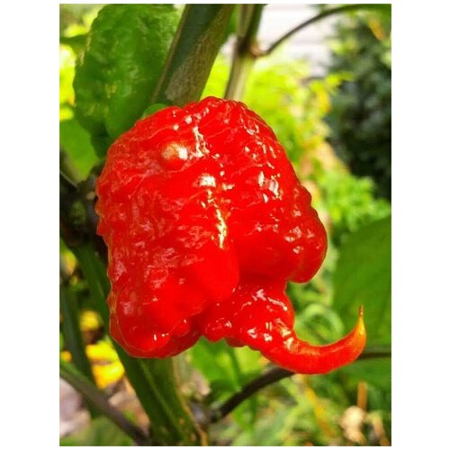      Carolina Reaper red, 5   -     , -  