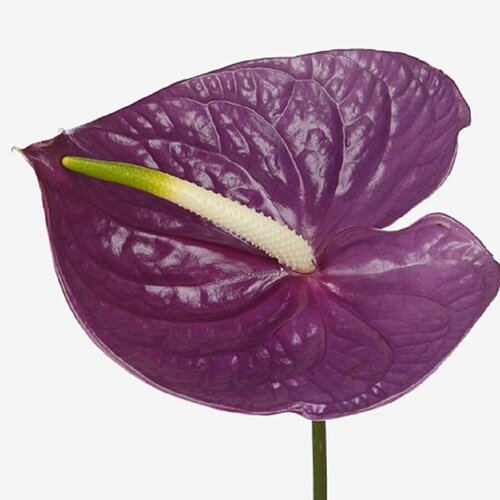   , Anthurium Impreza, 