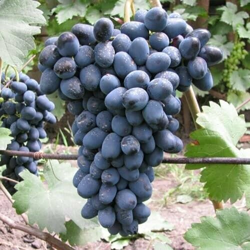 ���� �������� ������ ����������