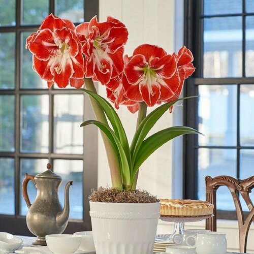   , Hippeastrum Samba, 