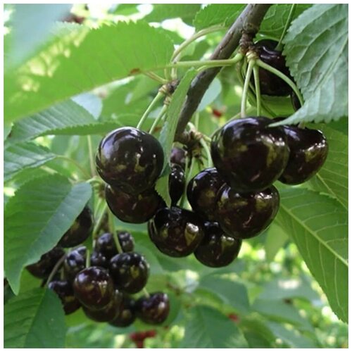 ���� ������ ������ ������� ������ ������� 5 ��.