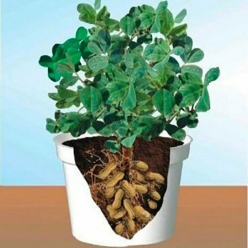 ���� ������, ������ ��� ���������� � �������� �����������