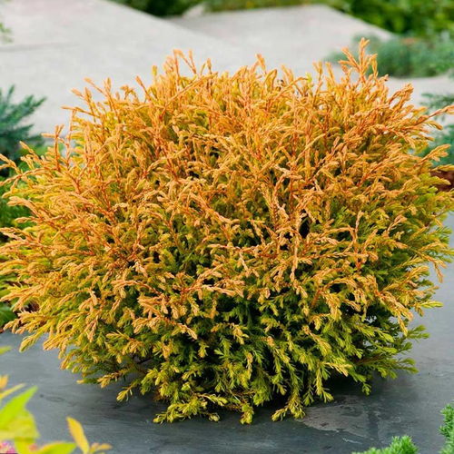 ���� ��� �������� ������ ������ (1 ������� � ������ 15-20 ��). Belgium Plants Van. (�������)