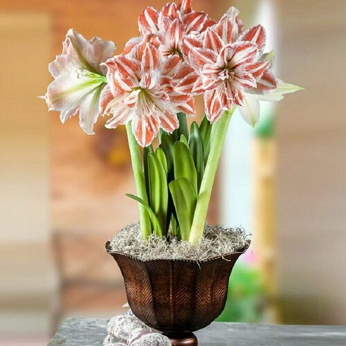    , Hippeastrum Dancing Queen,  , 