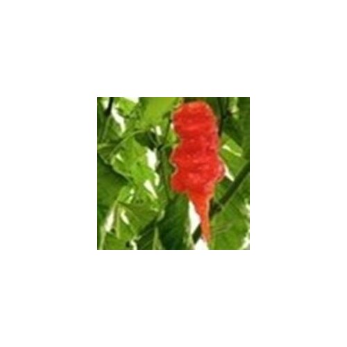      Naga Morich, 5  +   -     , -  