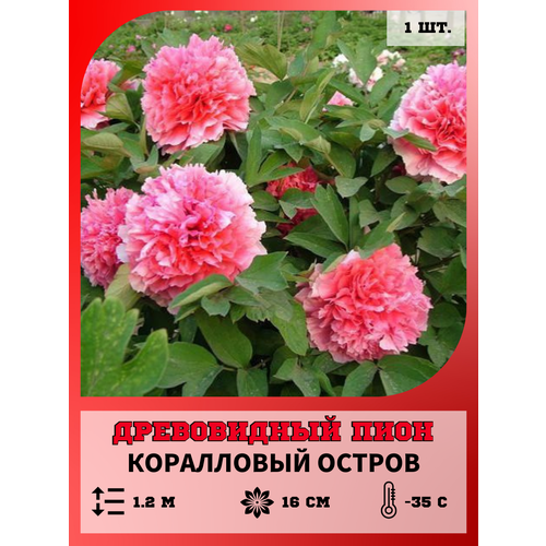 ���� ���� ����������� ���������� ������, ������� 1 �����