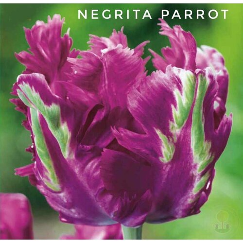     ,   Negrita Parrot (4 )  -     , -  