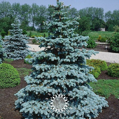      -   (. Picea Pungens) 25