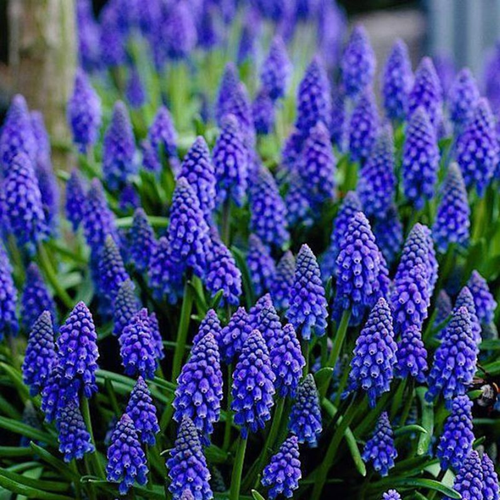 ���� ������� ���������� (10 ��)