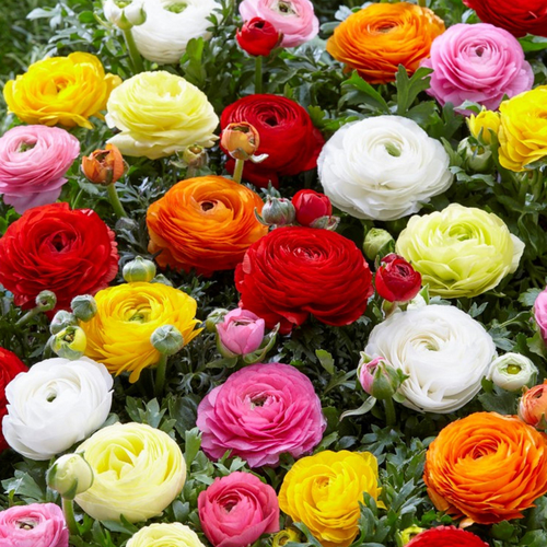 ���� �������� ������ , ������ , �������� ���������� MIXED ( 20 �� )