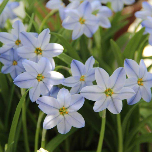   Ipheion Uniflorum Rolf(10 )  -     , -  