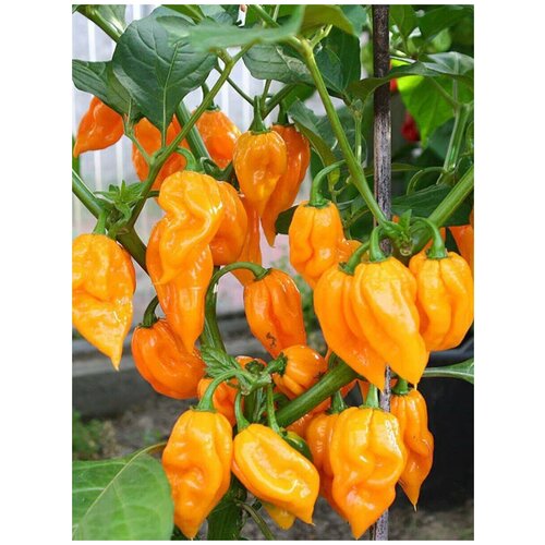     Bhut Jolokia orange (  ), 5 