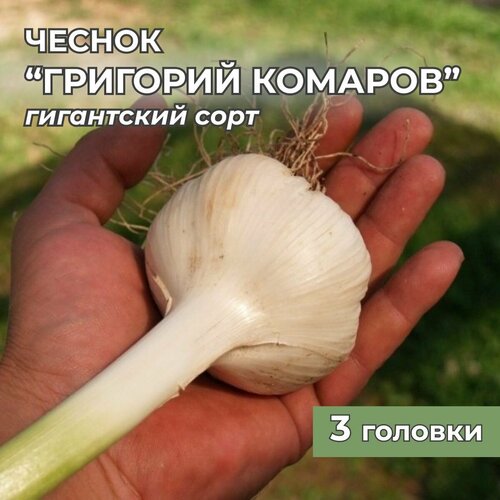 ���� ���������� ������ �������� ������� �� ������� 3 �������