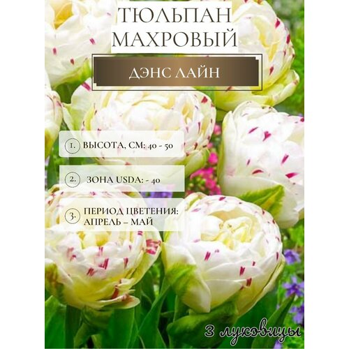 ���� ������� �������� ����������� ������