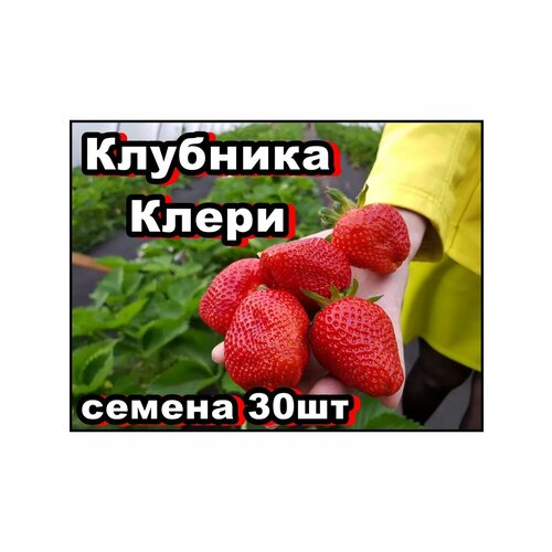 ���� ������ �������� ����� 30��