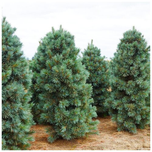 ���� ������ ��������� ���� ��������� �����, ������, 10 ��