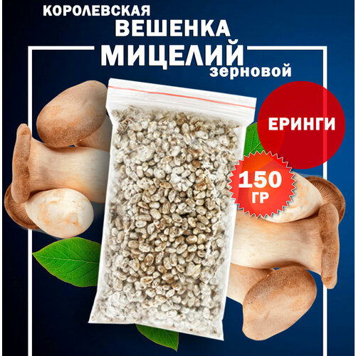 ���� ������� ����������� ������� ������ �������� - 150 ��