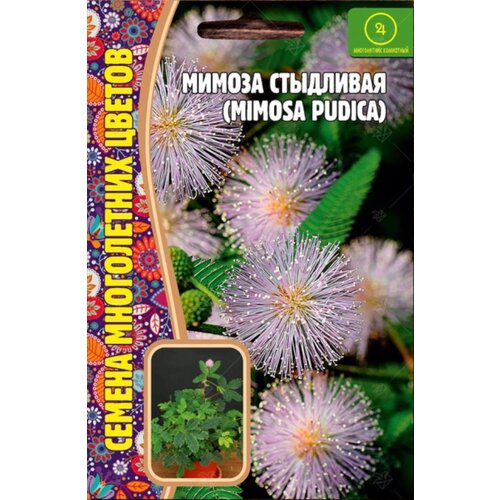     (Mimosa pudica) (20 )