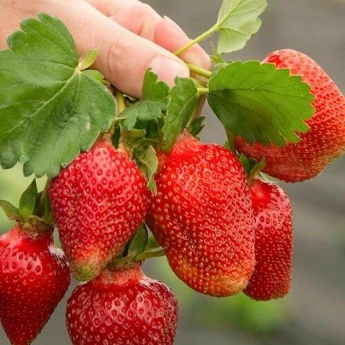 ���� �������� (�������������) ���� 5 ��