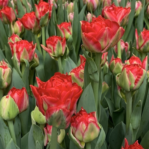 ���� �������� �������� PAMPLONA ( 5 �� )