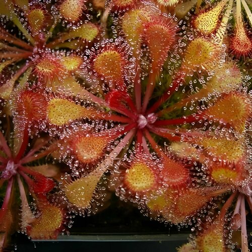    , Drosera Collinsiae Faryland 10+ ,  ,  