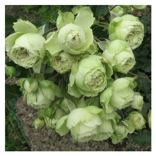 ���� ���� ���������� ����� ���� 2 ��