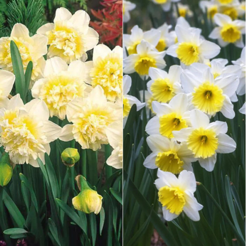 ���� TWIN ������� ICE KING 3 ��\������� ICE FOLLIES 3 ��(6 �������)