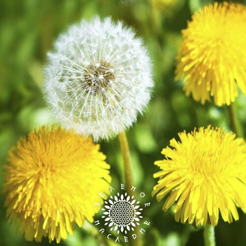     (. Taraxacum officinale) 250