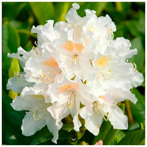    -   (. Rhododendron caucasicum)  10 