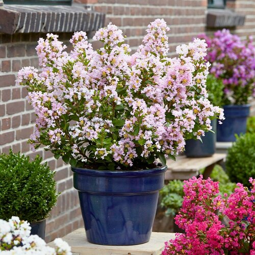 ���� ������������ ��������� ���� (1 ������� � ������ 15-20 ��). Szkolka roslin A.M (������)